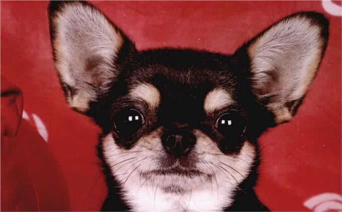 世界名犬—吉娃娃犬（玩具犬类）
