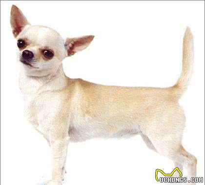 世界名犬—吉娃娃犬（玩具犬类）