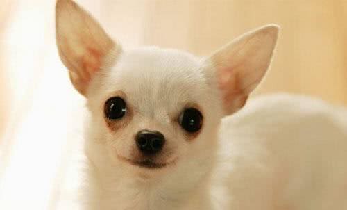 世界名犬—吉娃娃犬（玩具犬类）