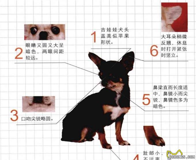世界名犬—吉娃娃犬（玩具犬类）