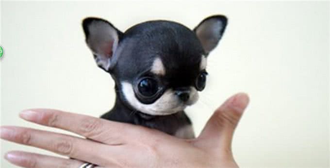 世界名犬—吉娃娃犬（玩具犬类）