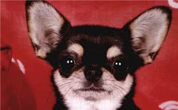 世界名犬—吉娃娃犬（玩具犬类）