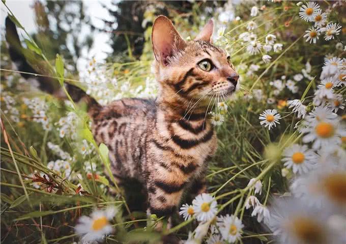 辽宁女子捡到受伤小猫,越养越不对,网友:牢底坐穿兽豹猫