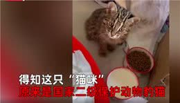 辽宁女子捡到受伤小猫，越养越不对，网友：牢底坐穿兽豹猫