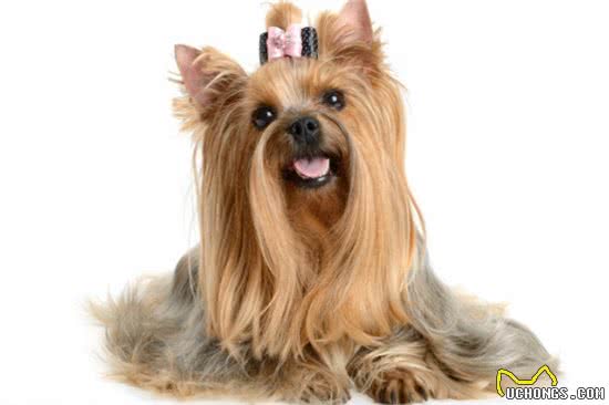让西施犬变得更漂亮的小方法