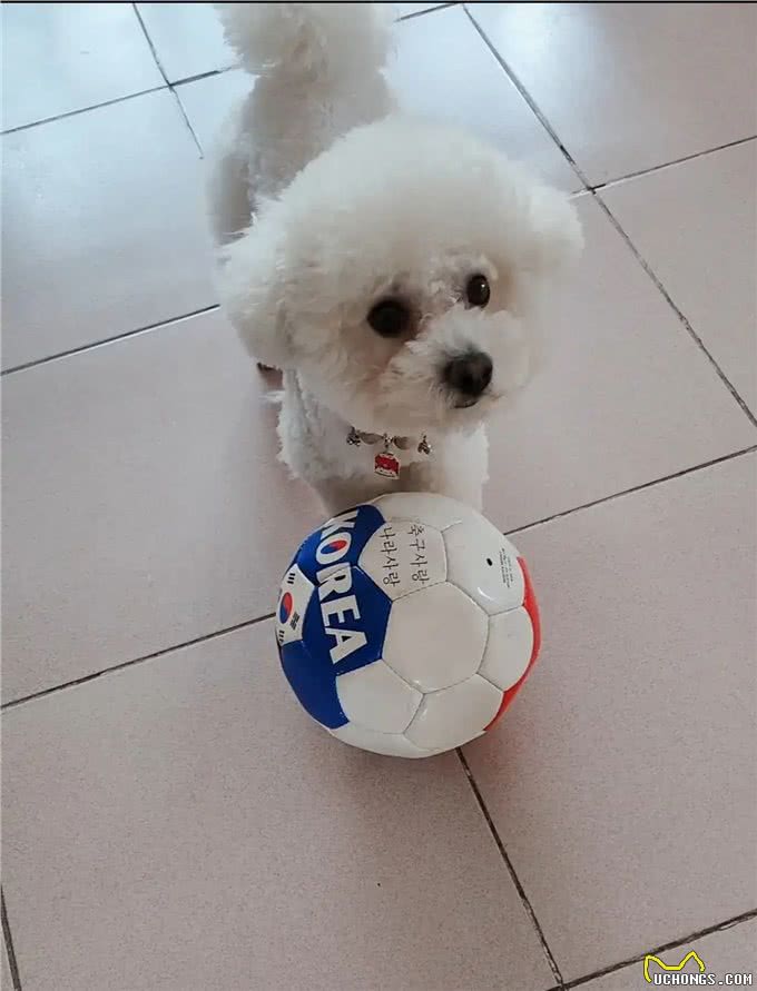 小比熊犬出生后多久可以开始进行基本的训练?