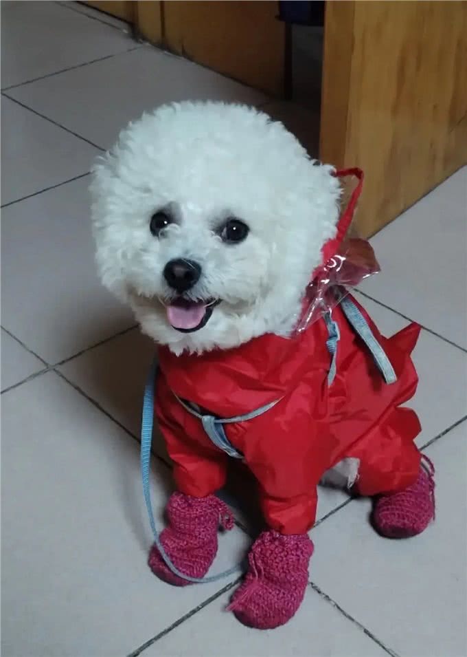 小比熊犬出生后多久可以开始进行基本的训练?