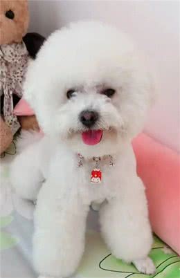 小比熊犬出生后多久可以开始进行基本的训练?