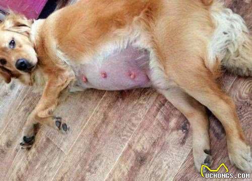 狗狗假孕的症状、原因及危害