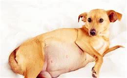 狗狗假孕的症状、原因及危害