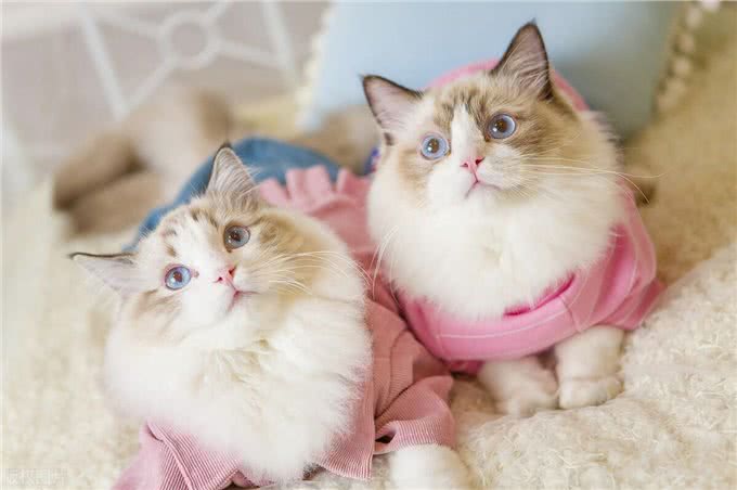猫咪狗狗拆家搞破坏，可能有你想不到的原因