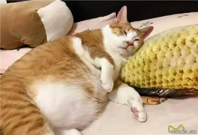 猫咪狗狗拆家搞破坏，可能有你想不到的原因