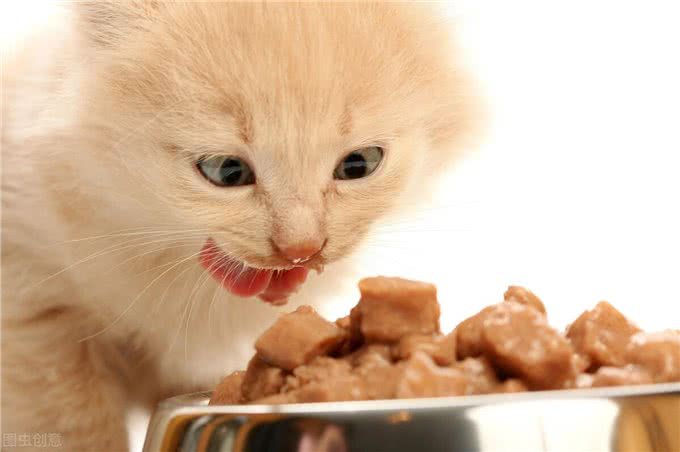 猫咪狗狗拆家搞破坏，可能有你想不到的原因