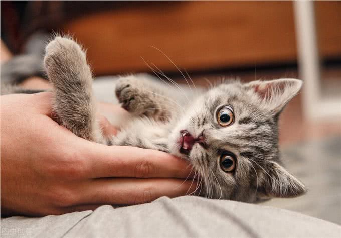 猫咪狗狗拆家搞破坏，可能有你想不到的原因