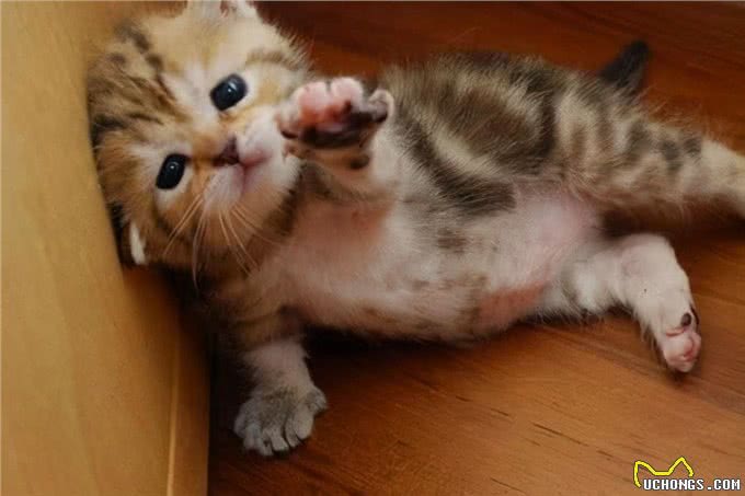 猫咪狗狗拆家搞破坏，可能有你想不到的原因