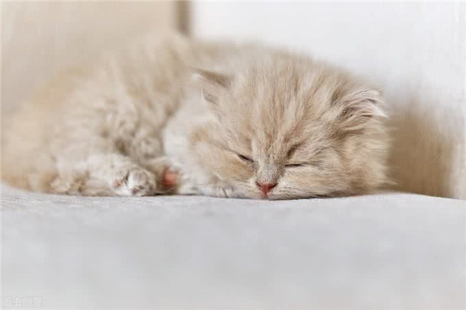 猫咪狗狗拆家搞破坏，可能有你想不到的原因