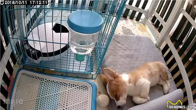 猫咪狗狗拆家搞破坏，可能有你想不到的原因