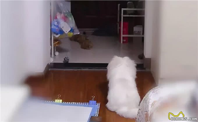 猫咪狗狗拆家搞破坏，可能有你想不到的原因