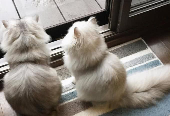 猫咪狗狗拆家搞破坏，可能有你想不到的原因