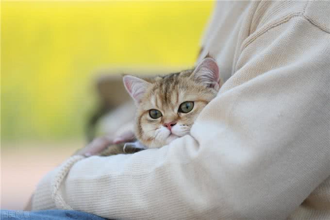 猫咪狗狗拆家搞破坏，可能有你想不到的原因