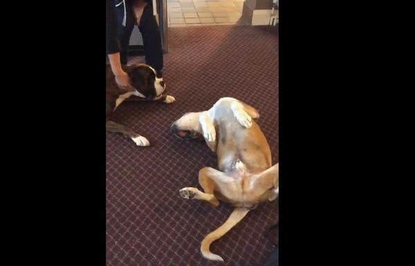 狗狗装死太逼真,天真的拳师犬被骗后趴在地上呜呜的哭