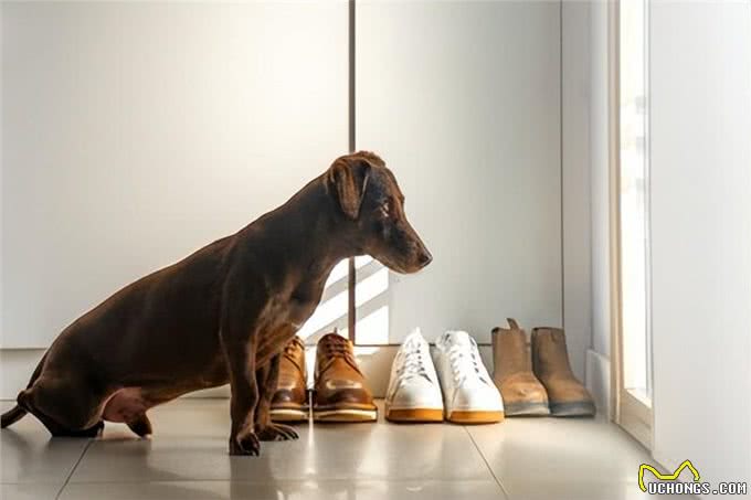爱犬与主人重逢的喜悦:揭秘狗狗们背后的5大心理