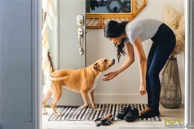 爱犬与主人重逢的喜悦:揭秘狗狗们背后的5大心理