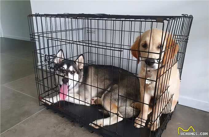 和狗关系再亲密，也不能做的几件事，可能会让它恨你
