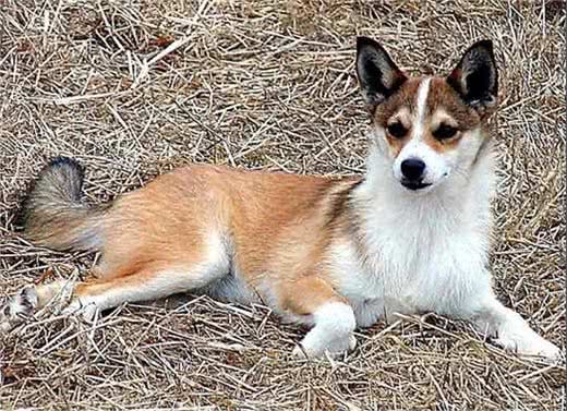 世界上最稀有和最古老的犬种之一，曾立于山海之间，一度只剩6只