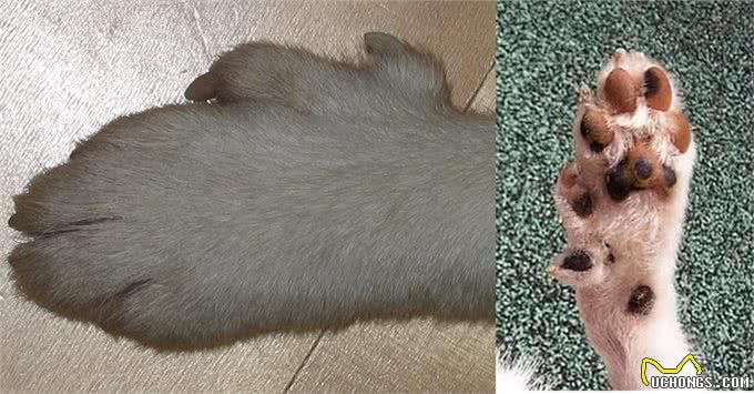世界上最稀有和最古老的犬种之一，曾立于山海之间，一度只剩6只