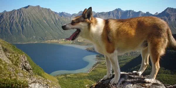 世界上最稀有和最古老的犬种之一，曾立于山海之间，一度只剩6只