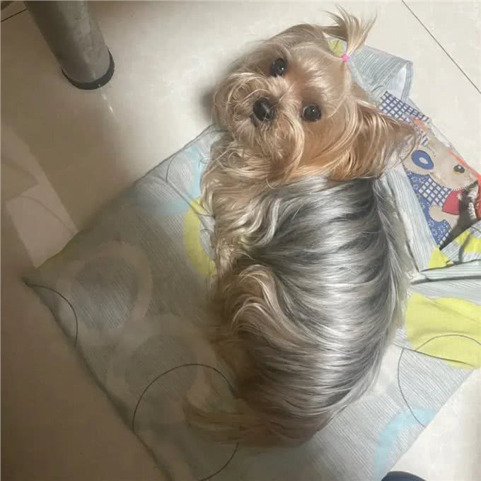 震惊!在宠物界闪闪发光的约克夏，这颗会移动的宝石你爱了吗?