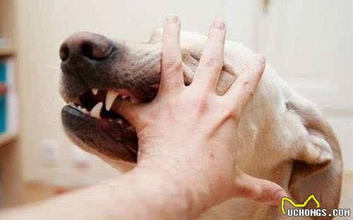 辟谣!狗狗打过狂犬疫苗就有了抗体，咬人不存在任何问题不能信