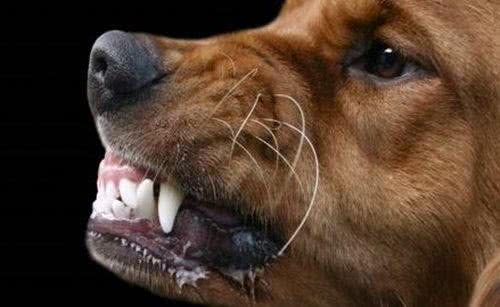 辟谣!狗狗打过狂犬疫苗就有了抗体，咬人不存在任何问题不能信