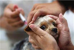 辟谣!狗狗打过狂犬疫苗就有了抗体，咬人不存在任何问题不能信