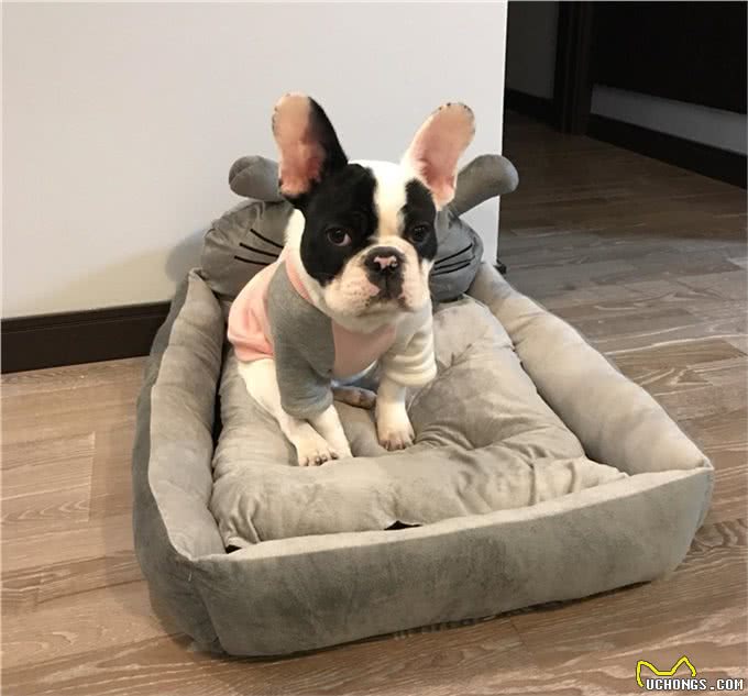 合格的铲屎官，这些狗狗日常常用的产品你家都有了吗?