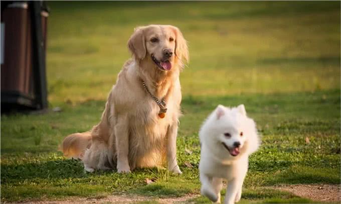 犬细小病毒进阶篇