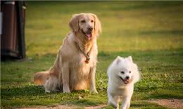 犬细小病毒进阶篇