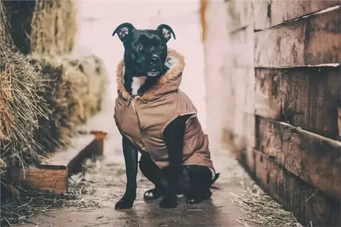 狗狗毛发满天飞?各种妙招教你轻松处理