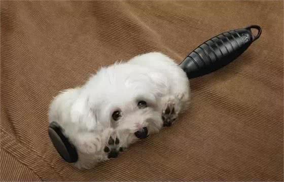 狗狗毛发满天飞?各种妙招教你轻松处理