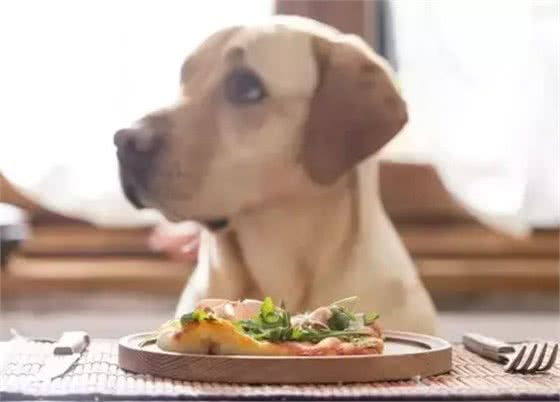 狗狗毛发满天飞?各种妙招教你轻松处理
