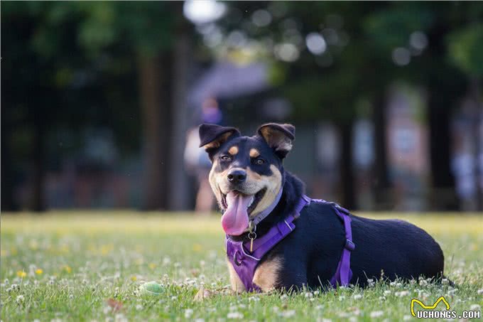 养罗威纳犬的七大禁忌