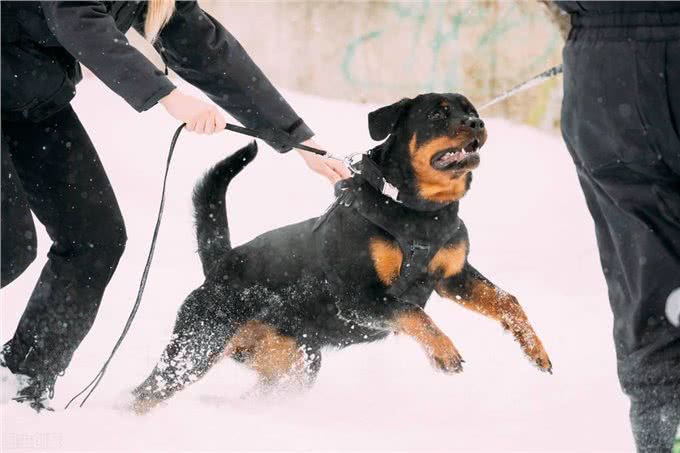 养罗威纳犬的七大禁忌