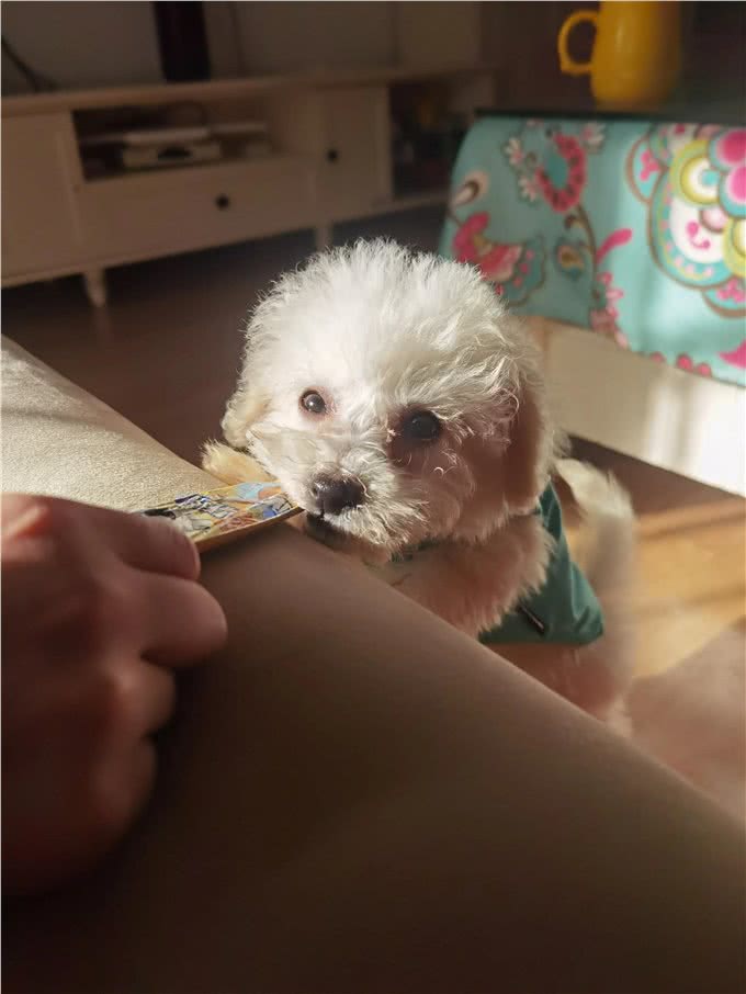 买一只自己满意的比熊怎么这么难?