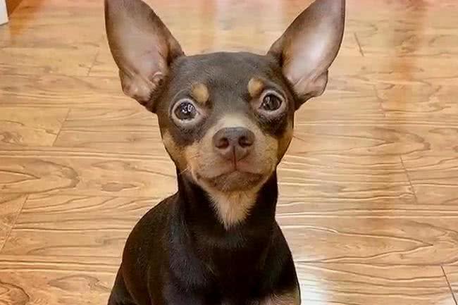 小鹿犬身上有皮屑怎么办?可以用药物吗?还是用食物?