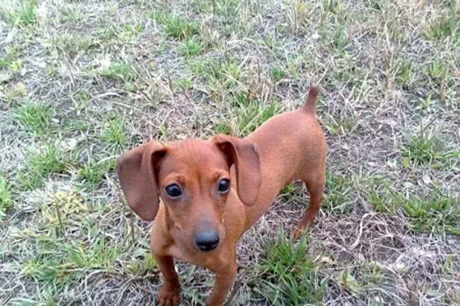 小鹿犬身上有皮屑怎么办?可以用药物吗?还是用食物?