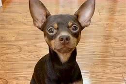 小鹿犬身上有皮屑怎么办?可以用药物吗?还是用食物?