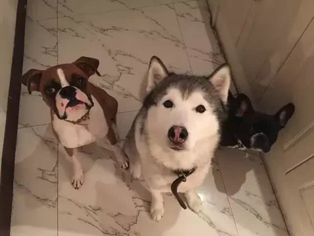 拳师犬撒腿一跑，脸上的表情，比哈士奇更让人印象深刻!