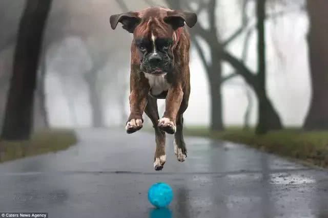 拳师犬撒腿一跑，脸上的表情，比哈士奇更让人印象深刻!