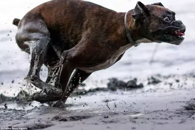 拳师犬撒腿一跑，脸上的表情，比哈士奇更让人印象深刻!